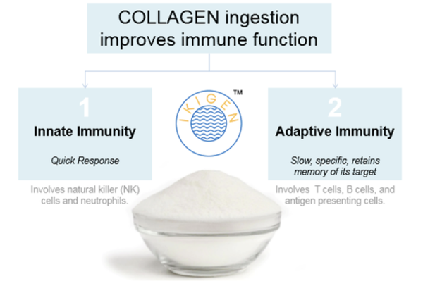 "Collagen ingestion significantly improves the overall immunity of our body"
